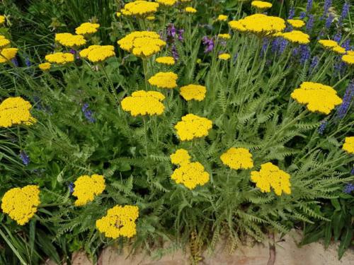 Цветок ахиллея жемчужина птармика. Виды и сорта