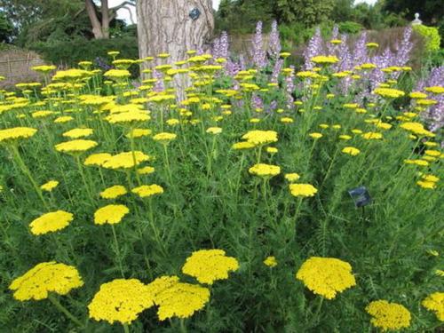 Цветок ахиллея жемчужина птармика. Виды и сорта