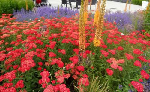 Цветок ахиллея жемчужина птармика. Виды и сорта