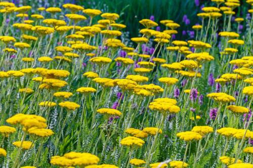 Цветок ахиллея жемчужина птармика. Виды и сорта