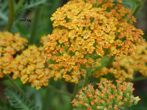 Цветок ахиллея жемчужина птармика. Виды и сорта