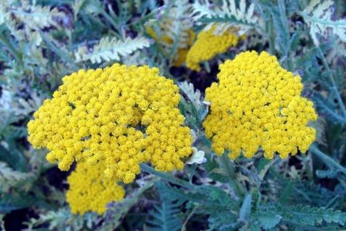 Цветок ахиллея жемчужина птармика. Виды и сорта 18