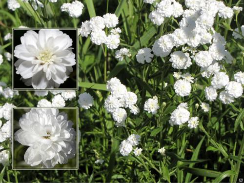 Цветок ахиллея жемчужина птармика. Виды и сорта 17