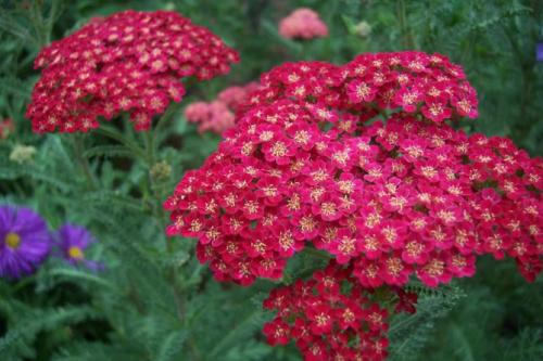 Цветок ахиллея жемчужина птармика. Виды и сорта