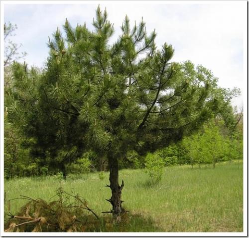 Сосна Крымская или Палласа мощное декоративное дерево. Сосна Крымская — описание и как вырастить на даче