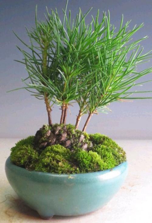 Сосна крымская фиолент из семян. Как вырастить сосну из шишки в домашних условиях: посев семян, уход за растениями