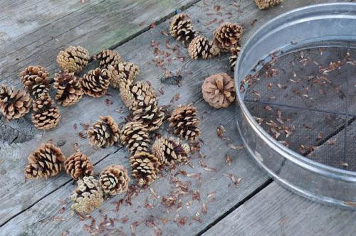 Сосна крымская фиолент из семян. Как вырастить сосну из шишки в домашних условиях: посев семян, уход за растениями