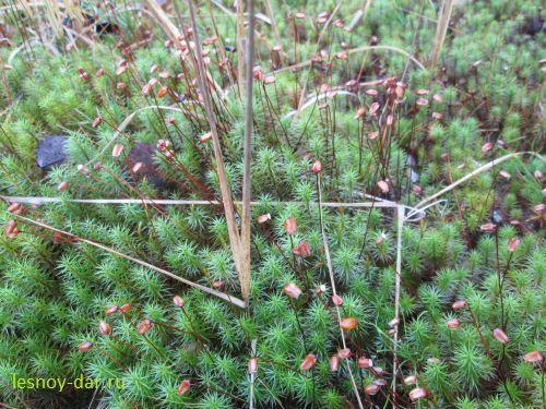 Опишите размножение кукушкина льна. Описание и фото мха кукушкина льна