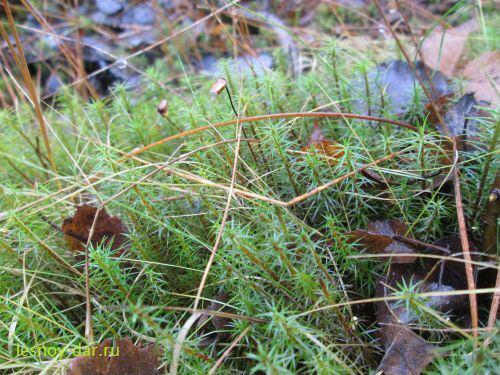 Опишите размножение кукушкина льна. Описание и фото мха кукушкина льна