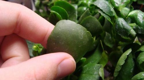 Каланхоэ плесень на стебле. Кольцевая пятнистость каланхоэ. Способы лечения каланхоэ от болезней и вредителей