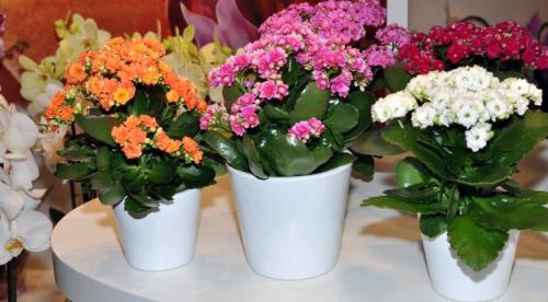 На листьях каланхоэ появилась плесень. Пятна на листьях 06