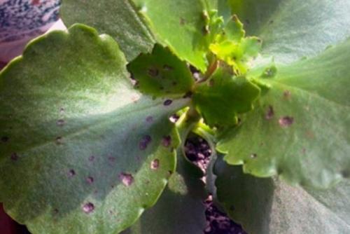 На листьях каланхоэ появилась плесень. Пятна на листьях
