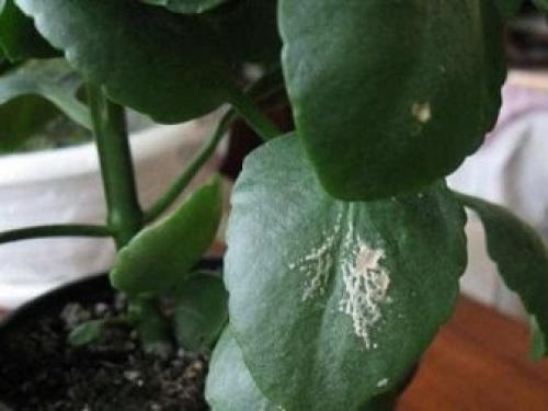 Каланхоэ плесень на стебле. Кольцевая пятнистость каланхоэ. Способы лечения каланхоэ от болезней и вредителей