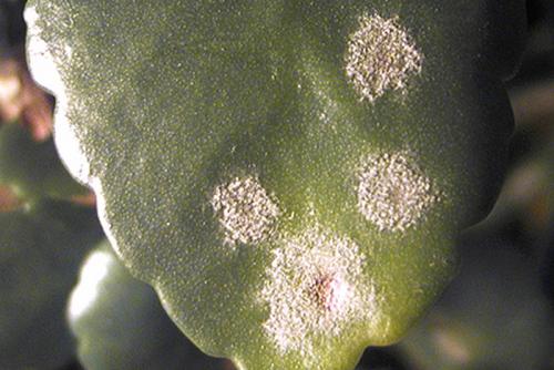 На листьях каланхоэ появилась плесень. Пятна на листьях