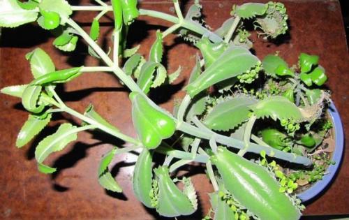 Гниют листья каланхоэ. Причины скручивания листьев у каланхоэ