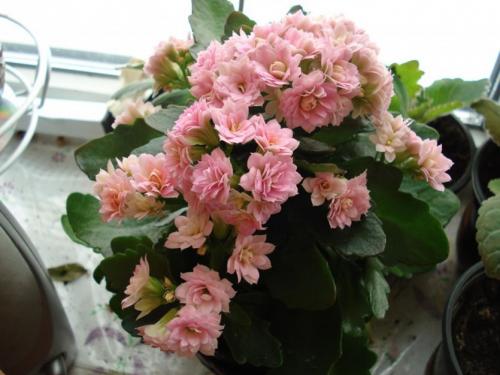 Дырочки на листьях каланхоэ. Почему гибнет каланхоэ? Ошибки в уходе за каланхоэ