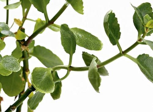 Фитофтороз каланхоэ. 9 основных проблем, возникающих при выращивании каланхоэ в домашних условиях