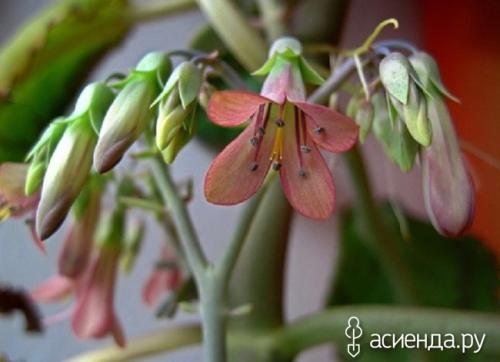 Каланхоэ Дегремона болезни. Зеленая аптека в доме: каланхоэ Дегремона