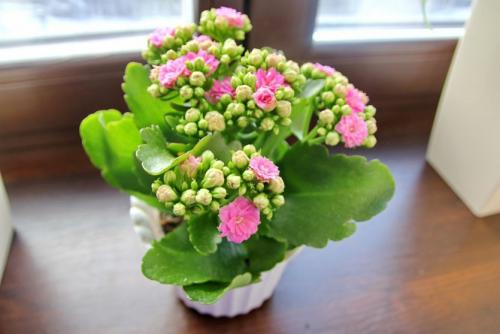 Как реанимировать каланхоэ. Почему гибнет каланхоэ? Ошибки в уходе за каланхоэ