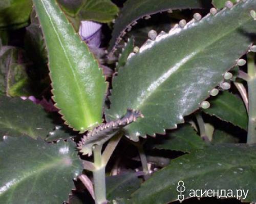 Каланхоэ Дегремона болезни. Зеленая аптека в доме: каланхоэ Дегремона
