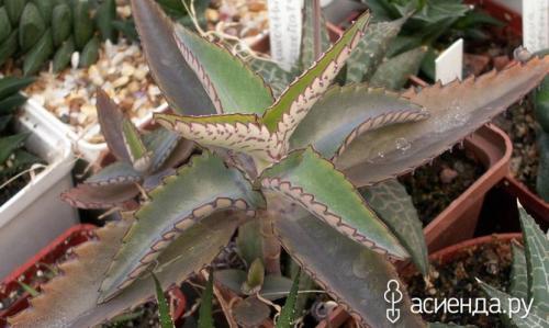 Каланхоэ Дегремона болезни. Зеленая аптека в доме: каланхоэ Дегремона