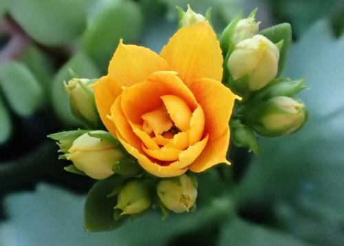 Как реанимировать каланхоэ. Почему гибнет каланхоэ? Ошибки в уходе за каланхоэ