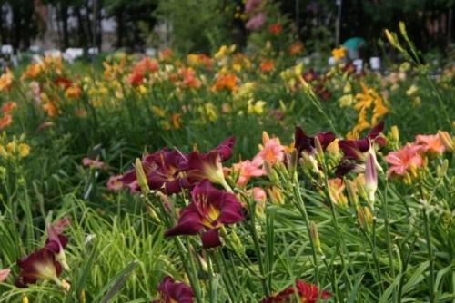 Как ухаживать за лилейниками после посадки. Посадка лилейника