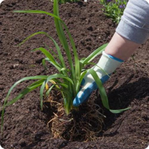 Как выбрать подходящее место для посадки лилейников. КАК ВЫРАЩИВАТЬ ЛИЛЕЙНИК: ПОСАДКА И УХОД