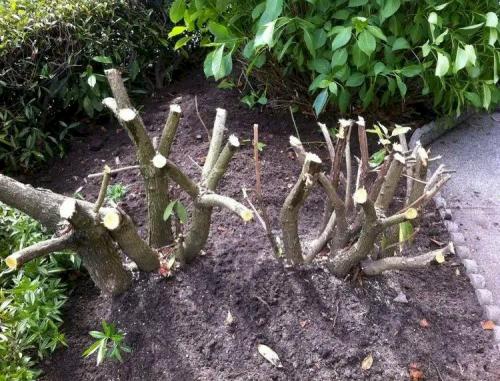 Можно ли уничтожить корни кустарников вручную. Как уничтожить корни кустарников: 8 естественных и эффективных методов