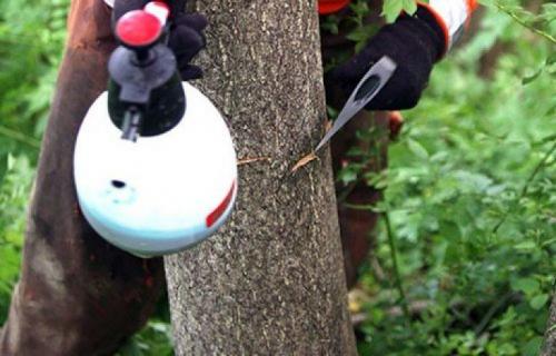 Какие способы уничтожения корней кустарников наиболее эффективны. Способы применения гербицидов