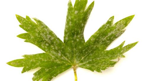 Белый налет на листьях. Белый налет на домашних цветах: причины появления и способы устранения 02