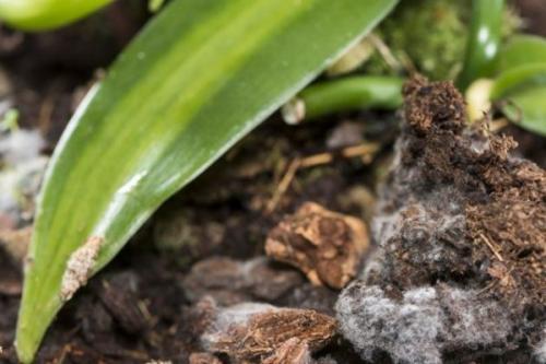 Белый налет на листьях. Белый налет на домашних цветах: причины появления и способы устранения 01