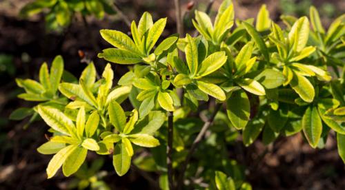 Белый налет на листьях. Белый налет на домашних цветах: причины появления и способы устранения 08