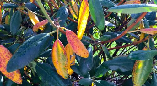 Белый налет на листьях. Белый налет на домашних цветах: причины появления и способы устранения 09