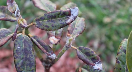 Белый налет на листьях. Белый налет на домашних цветах: причины появления и способы устранения 12