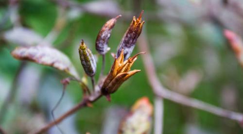 Белый налет на листьях. Белый налет на домашних цветах: причины появления и способы устранения 11