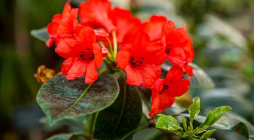 Белый налет на листьях. Белый налет на домашних цветах: причины появления и способы устранения 13