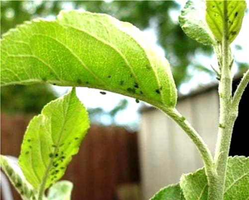 Какие болезни бывают у каланхоэ и как с ними бороться. Способы лечения каланхоэ от болезней и вредителей 03 Какие болезни бывают у каланхоэ и как с ними бороться. Способы лечения каланхоэ от болезней и вредителей 03