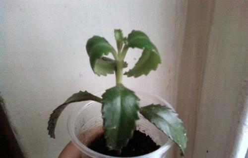 Фитофтороз каланхоэ. Фитофтороз