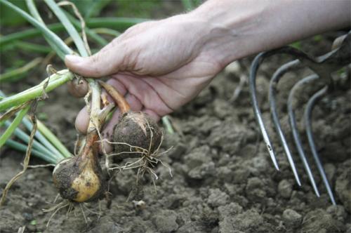 В чем разница между посадкой лука семенами и севком. Как вырастить лук из семян за один сезон