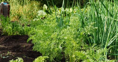 Как защитить сибирский лук от вредителей и заболеваний. Профилактика появления луковой мухи