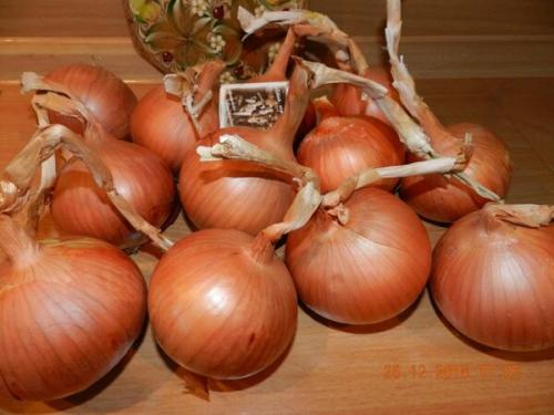 Сибирский репчатый лук: как я открыла его для себя 03
