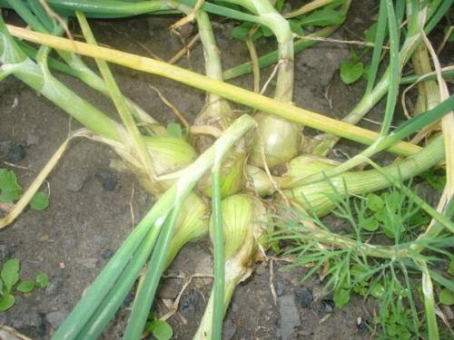 Секреты выращивания лука репчатого однолетнего сибирского: полное руководство 01 Секреты выращивания лука репчатого однолетнего сибирского: полное руководство 01