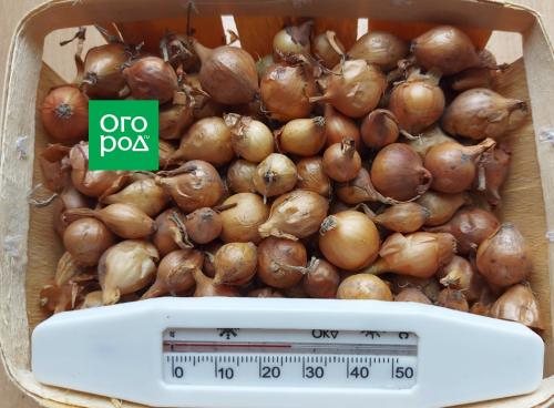 Лук севок: полное руководство по посадке и уходу 05 Лук севок: полное руководство по посадке и уходу 05