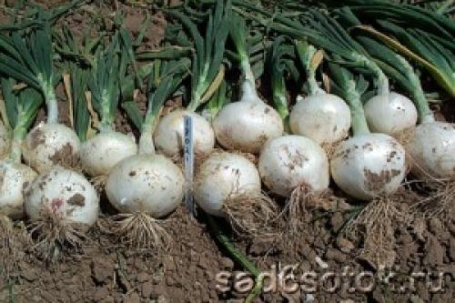 Секреты выращивания лука репчатого однолетнего сибирского: полное руководство 15 Секреты выращивания лука репчатого однолетнего сибирского: полное руководство 15