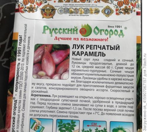 В чем особенности выращивания лука из семян по сравнению с рассадой. От семян до богатырской луковицы