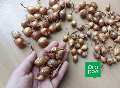 Лук севок: полное руководство по посадке и уходу 02 Лук севок: полное руководство по посадке и уходу 02