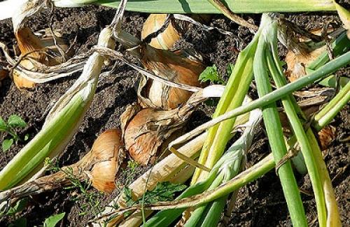 Сколько времени требуется для созревания сибирского лука после посадки. Когда убирают лук-репку в Сибири