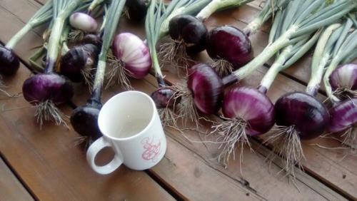 Секреты выращивания лука репчатого однолетнего сибирского: полное руководство 05 Секреты выращивания лука репчатого однолетнего сибирского: полное руководство 05