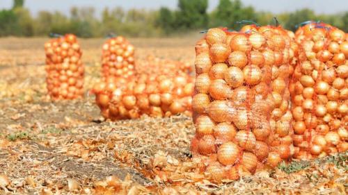 Как определить, когда лук репчатый однолетний готов к уборке. Средние сроки и способы уборки для разных видов лука